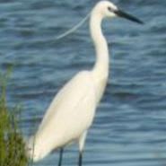 Miakan ▪ Waterbird Sponsor item