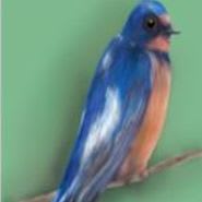 Awayān ▪ Bird Sponsor item