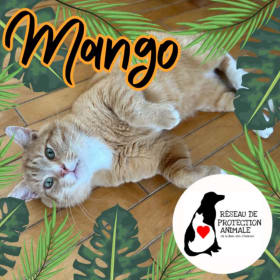 Aimant Mango item