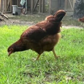 LOT OF 3 Ready-To-Lay Pullets - Sellers: Bilge, Vaino item