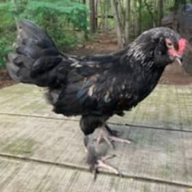 Cockerel, Faverolles/Maran Mix - Sellers: Bilge, Vaino item