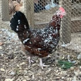 Hen, Speckled Sussex - Sellers: Bilge, Vaino item
