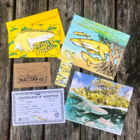 Adopt a Lemon Shark - Acoustic tag item