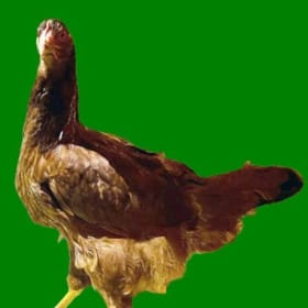 LOT OF 3 Ready-To-Lay Pullets - Seller: Zach Schreiber item