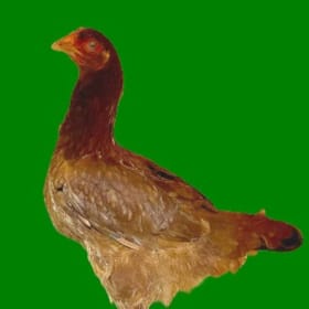 LOT OF 3 Ready-To-Lay Pullets - Seller: Zach Schreiber item