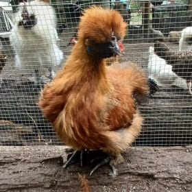 Silkie Rooster - Seller: Zach Schreiber item