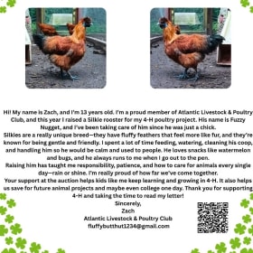 Silkie Rooster - Seller: Zach Schreiber item