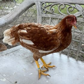 LOT OF 2 Ready-To-Lay Pullets - Seller: Janelle Smith item
