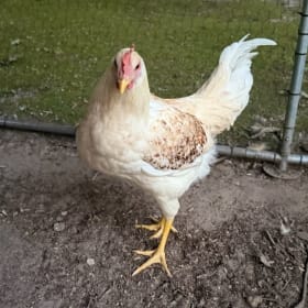 Starlight Green Cockerel- Seller: Janelle Smith item