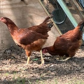 LOT OF 2 Ready-To-Lay Pullets - Sellers: Bilge, Vaino item