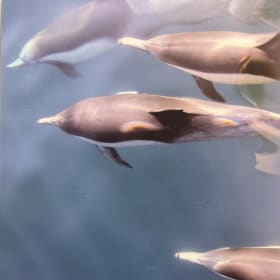 24x15 Photo on metal item