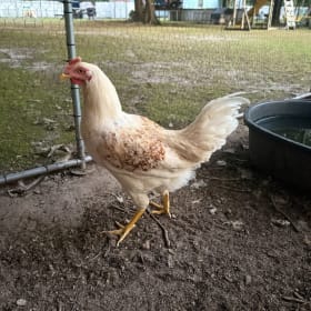 Starlight Green Cockerel- Seller: Janelle Smith item