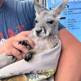 Petty Zoo - Sunday item