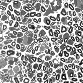 Pathways of Perception item