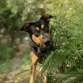 Séance photo pour chien item