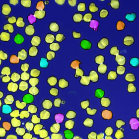 Pollination Odyssey item