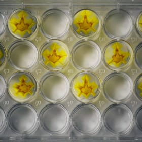 Culturing Saints item