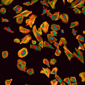 Elegy for a Wandering Cell item