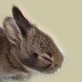 Eastern Cotton Tail Rabbit item