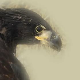 Fledgling Eagle item