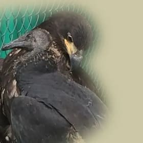 Fledgling Eagle and Fledgling Black Vulture item