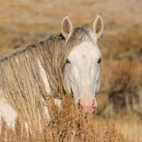 Sand Wash Stallion Evgeni Canvas item