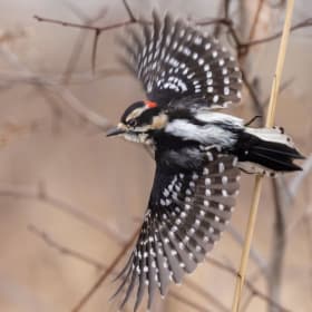 BREAKFAST & BIRDSONG item