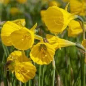 FB08 Daffodil - Narcissus bulbocodium “Golden Bells” item