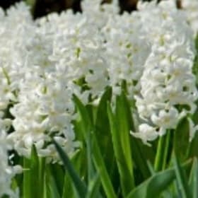 FB14 Hyacinthus orientalis “Aiolos” item