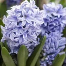 FB15 Hyacinthus orientalis “Delft Blue” item