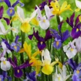 FB18 Dutch Iris Rainbow Mixture “Iris hollandica” item