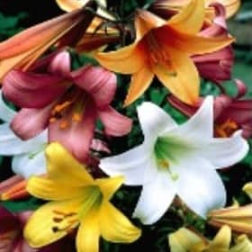 FB21 Chinese Trumpet Lily Mixture item