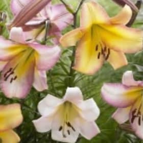 FB22 Orienpet Lily Moon Mixture item