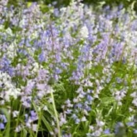 FB24 Hyacinthoides hispanica “Spanish Bluebells” Mixture item