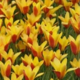 FB29 Tulipa clusiana Cynthia item