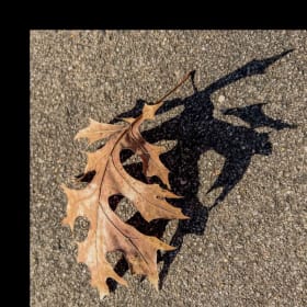 7-Shadow Falconer by Anne C Gardner item