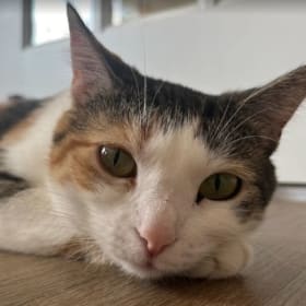 50-Minute Visit to Tabby and Fido's item