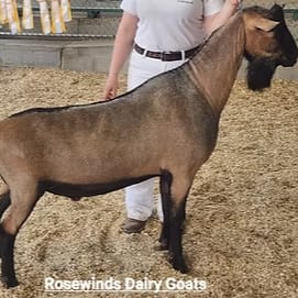 ALPINE - CH *B Tempo Aquila Bentley item