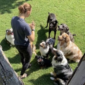 5 Nights of Boarding OR 5 Days of Daycare @ The Pup Shack TX item