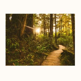 Forest Boardwalk by Ferro Studios - 20x30 Acrylic Print item