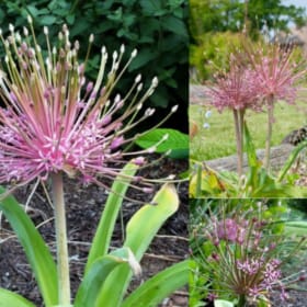 FB04 Allium schubertii "The Tumbleweed Onion” item