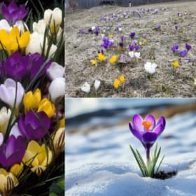 FB06 Snow Crocus Species Mixture item