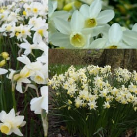 FB10 Daffodil - Narcissus Sailboat item