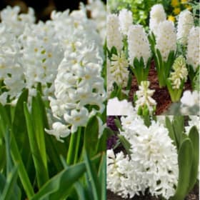 FB14 Hyacinthus orientalis “Aiolos” item