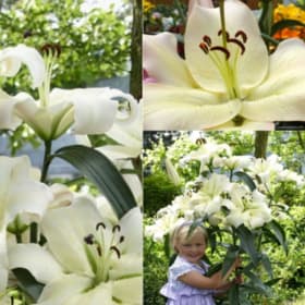 FB19 Orienpet Lily “Pretty Woman” item