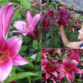 FB20 Orienpet Lily “Purple Prince” item