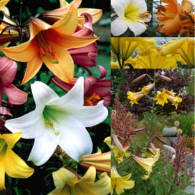 FB21 Chinese Trumpet Lily Mixture item