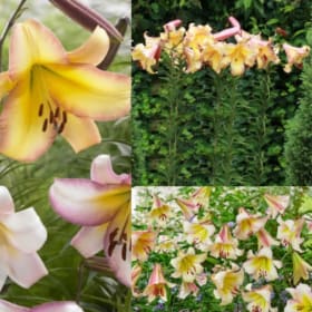 FB22 Orienpet Lily Moon Mixture item