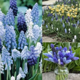 FB23 Magical Muscari Mixture “Grape Hyacinth” item