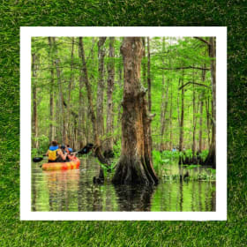 Maurepas Swamp Kayak Tour item